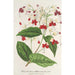 Clerodendrum Thomson - Charles Antoine Lemaire — artwork view