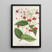 Clerodendrum Thomson - Charles Antoine Lemaire — framed artwork on a wall