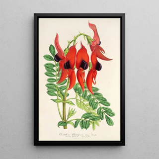 Charles Antoine Lemaire - Clianthus Dampieri.webp