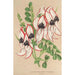 Clianthus Dampieri con flores blancas y borde rojo - Charles Antoine Lemaire — vista de la obra