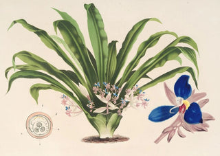 Charles Antoine Lemaire - Cochliostema Jacobianum.webp