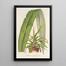 Cordyline indivisa - Charles Antoine Lemaire — framed artwork on a wall