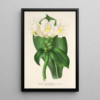 Charles Antoine Lemaire - Costus Verschaffeltianus.webp