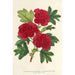 Cratægus oxyacantha var fleurs écarlates pleines - Charles Antoine Lemaire — vista de la obra