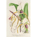 Cypripedium Stonei - Charles Antoine Lemaire — vista de la obra