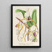 Cypripedium Stonei - Charles Antoine Lemaire — cuadro enmarcado en la pared