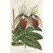 Reproducción del cuadro Cypripedium Veitchianum - Charles Antoine Lemaire