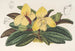 Cypripedium concolor - Charles Antoine Lemaire — vista de la obra