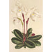 Cypripedium niveum - Charles Antoine Lemaire — vista de la obra