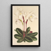 Cypripedium niveum - Charles Antoine Lemaire — cuadro enmarcado en la pared