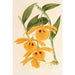 Dendrobium chrysotis - Charles Antoine Lemaire — vista de la obra
