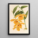 Dendrobium chrysotis - Charles Antoine Lemaire — cuadro enmarcado en la pared