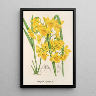 Charles Antoine Lemaire - Dendrobium dixanthum.webp