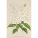 Deutzia crenata Zucc a flores completas - Charles Antoine Lemaire — vista de la obra