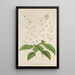 Deutzia crenata Zucc a flores completas - Charles Antoine Lemaire — cuadro enmarcado en la pared