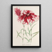 Dianthus cincinnatus - Charles Antoine Lemaire — framed artwork on a wall