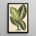Reproduction of the painting Dieffenbachia Wallisi - Charles Antoine Lemaire
