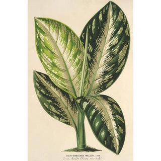Charles Antoine Lemaire - Dieffenbachia Wallisi.webp