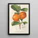 Diospyros Kaki var costata - Charles Antoine Lemaire — cuadro enmarcado en la pared