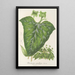 Dorstenia maculata - Charles Antoine Lemaire — cuadro enmarcado en la pared