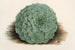 Echeveria rosacea - Charles Antoine Lemaire — vista de la obra