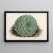 Echeveria rosacea - Charles Antoine Lemaire — cuadro enmarcado en la pared
