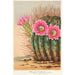 Reproducción del cuadro Echinopsis Pentlandi - Charles Antoine Lemaire