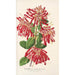 Embothrium coccineum - Charles Antoine Lemaire — vista de la obra