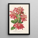 Embothrium coccineum - Charles Antoine Lemaire — cuadro enmarcado en la pared