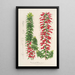 Reproduction of the painting Epacris multiflora - Charles Antoine Lemaire