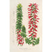 Reproduction of the painting Epacris multiflora - Charles Antoine Lemaire
