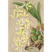 Epidendrum ambiguum - Charles Antoine Lemaire — vista de la obra