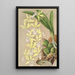 Epidendrum ambiguum - Charles Antoine Lemaire — cuadro enmarcado en la pared