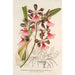 Epidendrum atropurpureum var roseum - Charles Antoine Lemaire — vista de la obra