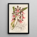 Epidendrum atropurpureum var roseum - Charles Antoine Lemaire — cuadro enmarcado en la pared