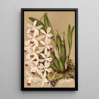 Charles Antoine Lemaire - Epidendrum conspicuum.webp