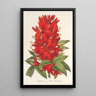 Charles Antoine Lemaire - Erythrina hybrida Marie Bellanger.webp
