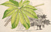 Fatsia japonica aureoreticulata - Charles Antoine Lemaire — artwork view