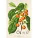Reproduction of the painting Ficus cerasiformis - Charles Antoine Lemaire
