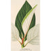 Ficus dealbata - Charles Antoine Lemaire — vista de la obra