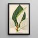 Ficus dealbata - Charles Antoine Lemaire — cuadro enmarcado en la pared
