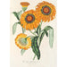 Gazania splendens hybride - Charles Antoine Lemaire — artwork view