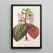 Reproducción del cuadro Gloxinia maculata var. insignis - Charles Antoine Lemaire