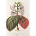 Reproducción del cuadro Gloxinia maculata var. insignis - Charles Antoine Lemaire