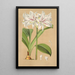 Griffinia Blumenavia - Charles Antoine Lemaire — cuadro enmarcado en la pared