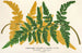 Gymnogramma Laucheana var gigantea - Charles Antoine Lemaire — vista de la obra