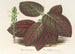 Gymnostachyum Verschaffeltii - Charles Antoine Lemaire — vista de la obra
