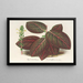 Gymnostachyum Verschaffeltii - Charles Antoine Lemaire — cuadro enmarcado en la pared