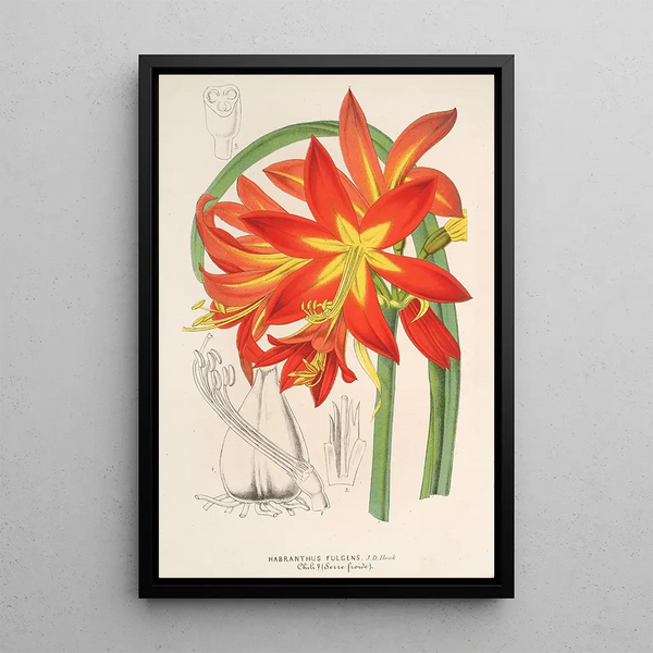 Charles Antoine Lemaire - Habranthus fulgens.webp