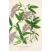 Hardenbergia Makoyana hybrida - Charles Antoine Lemaire — vista de la obra